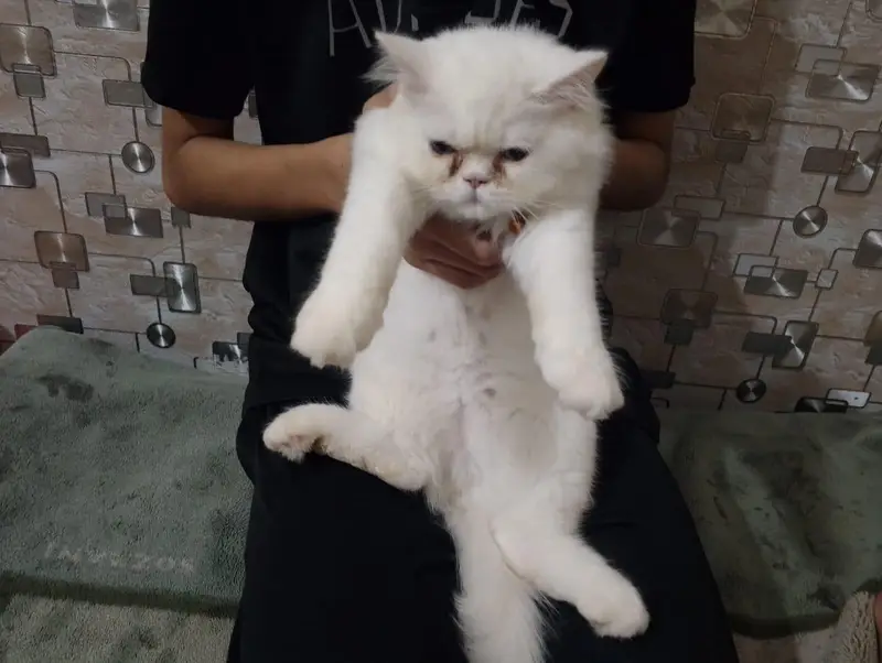 White Persian Odd Eyes Male — photo 5