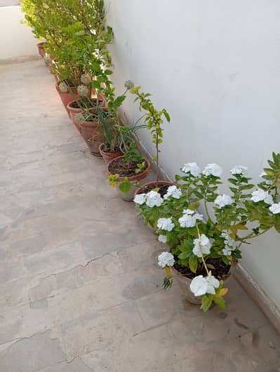 Blooming Plants