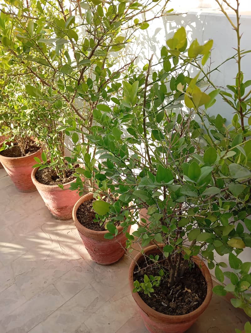 Blooming Plants 1