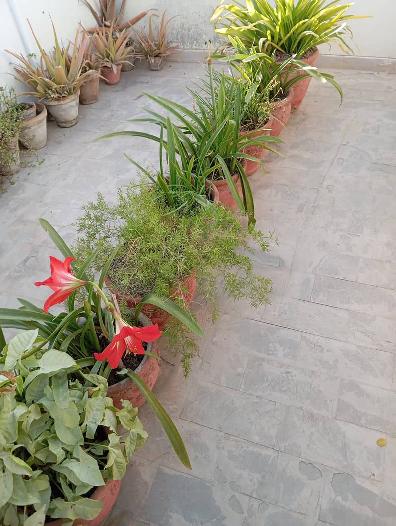 Blooming Plants 2