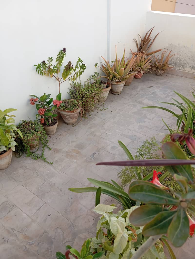 Blooming Plants 3