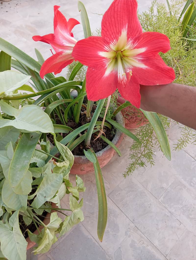 Blooming Plants 4