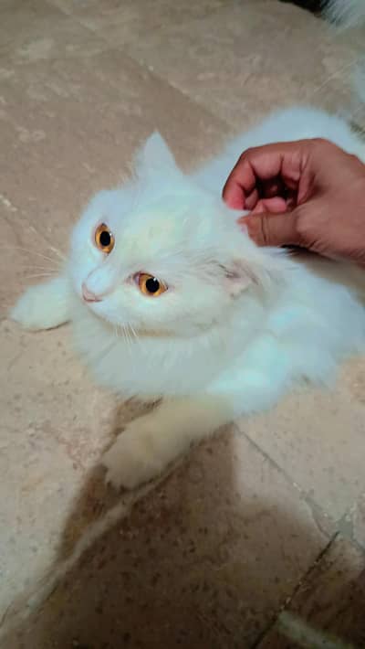Doll face cat