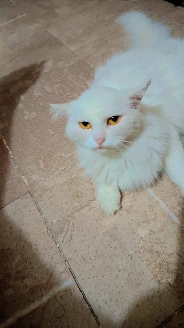Doll face cat 1