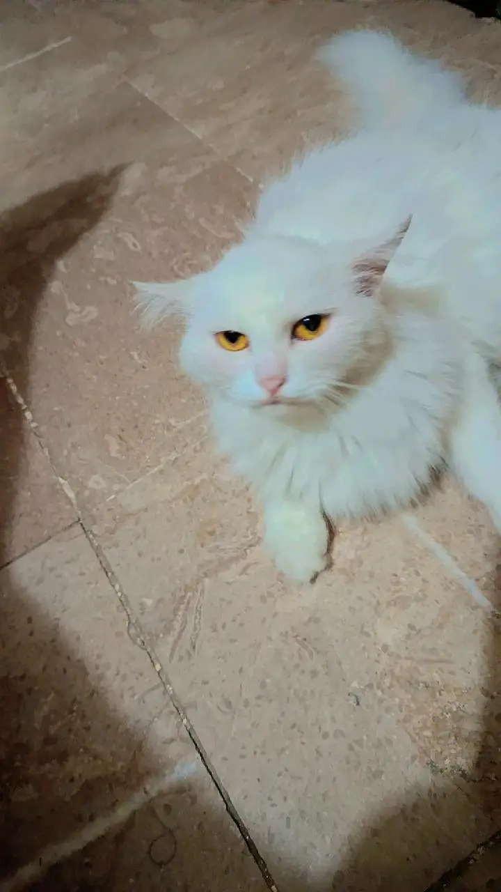 Doll face cat — photo 2