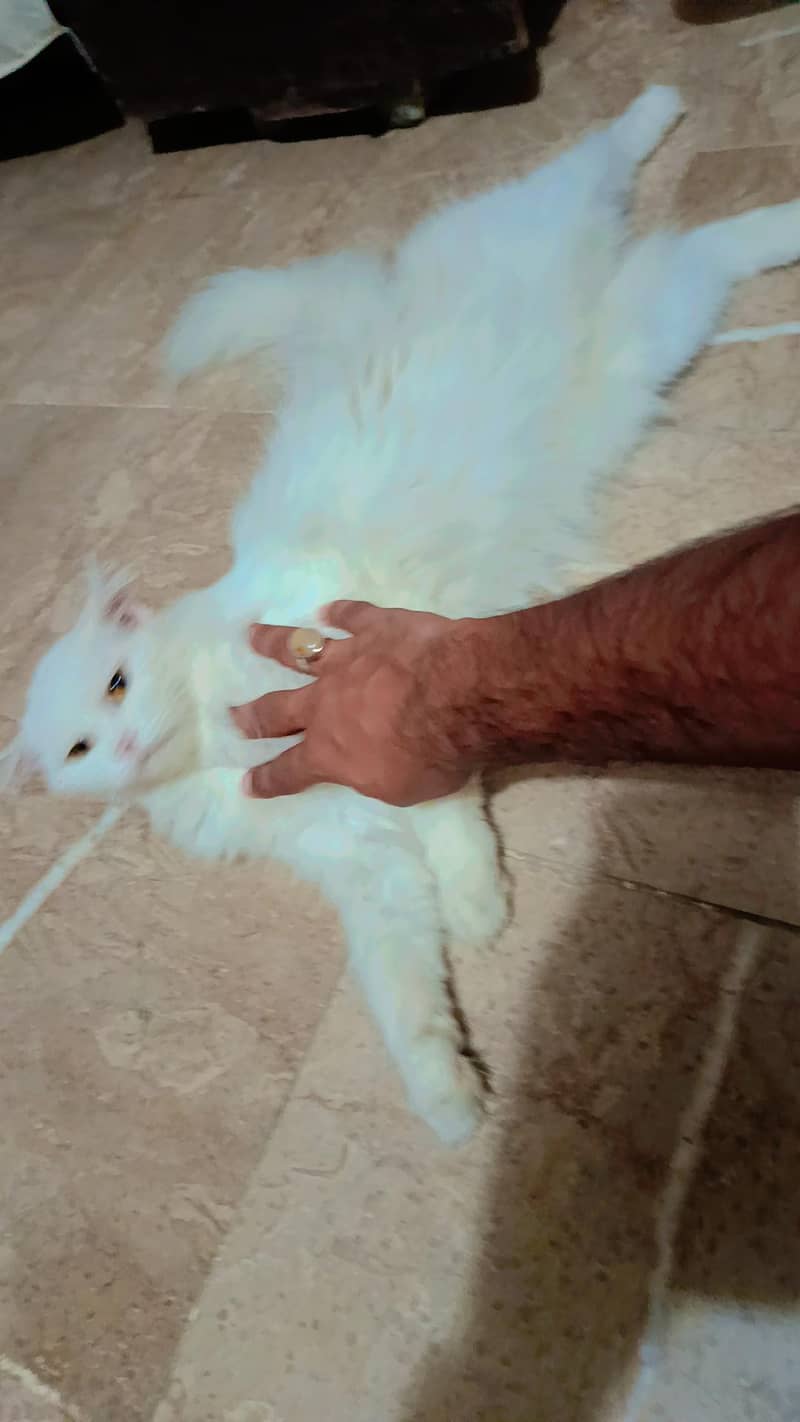 Doll face cat 2