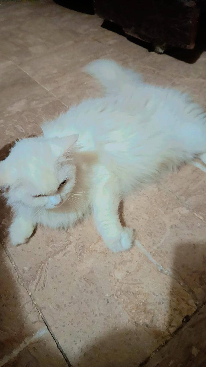 Doll face cat 3