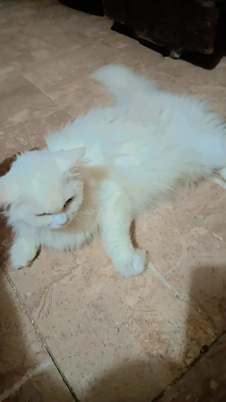 Doll face cat — photo 4