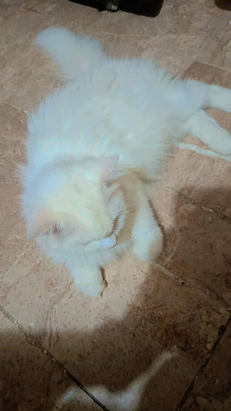 Doll face cat 4