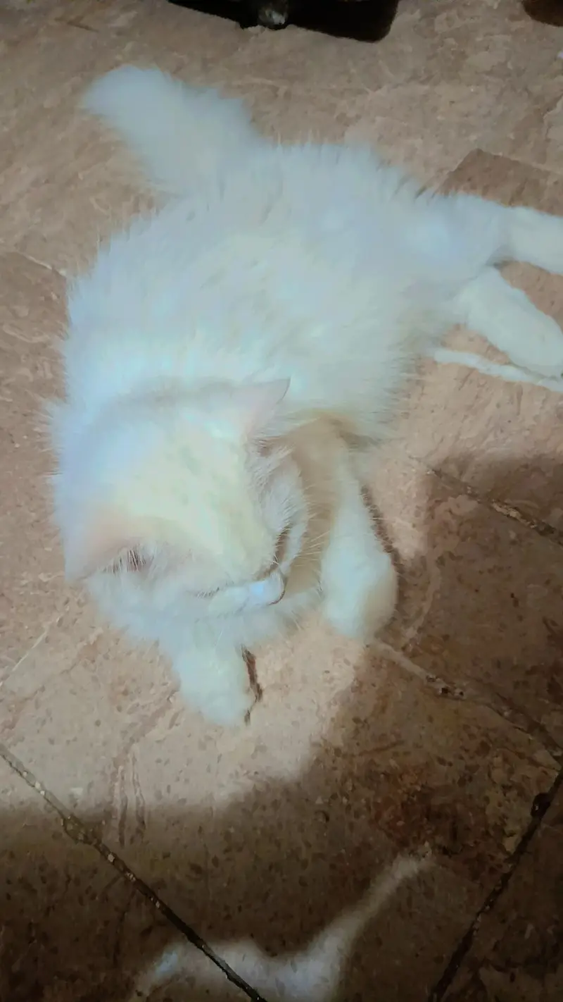 Doll face cat — photo 5