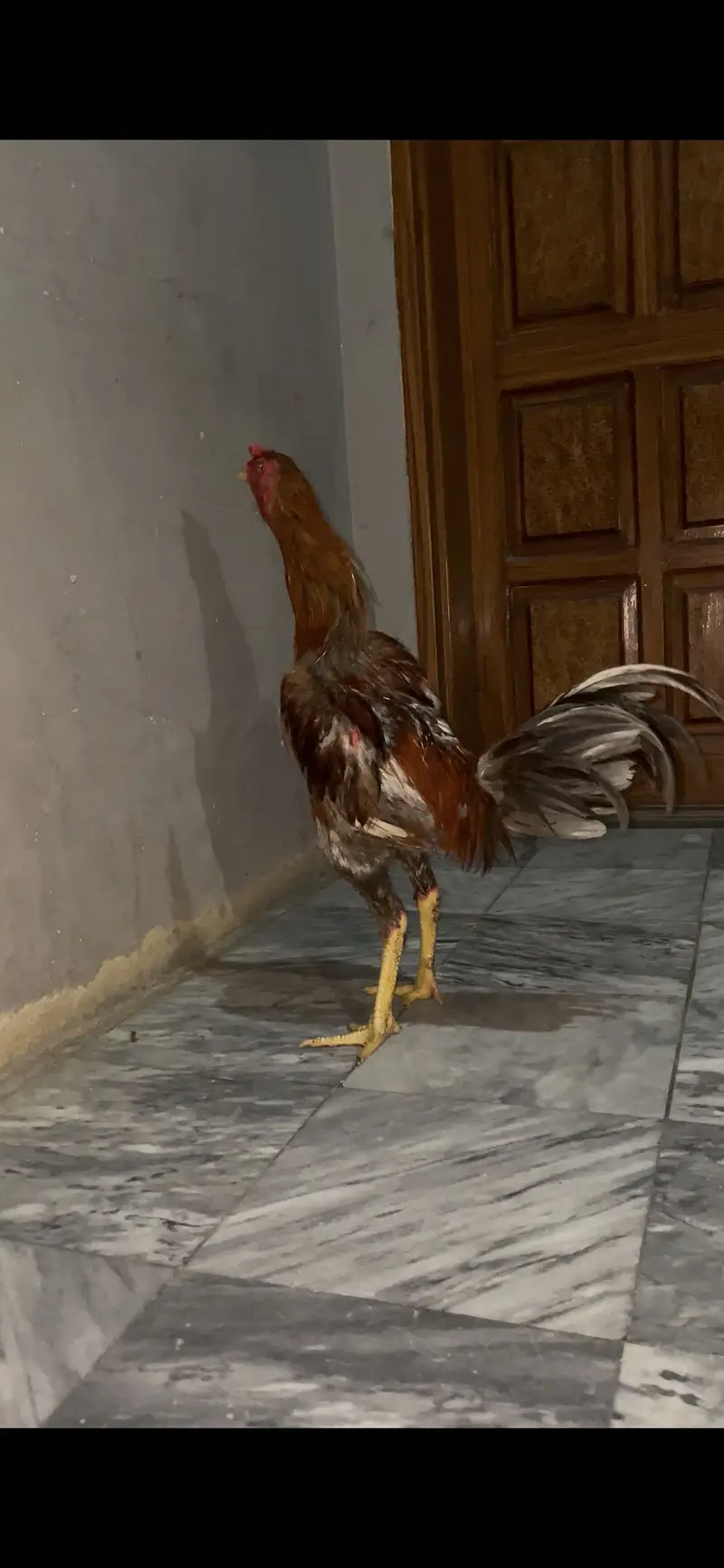 Burmi Rooster for sale — photo 2