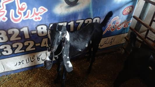 healthy and active bittal female