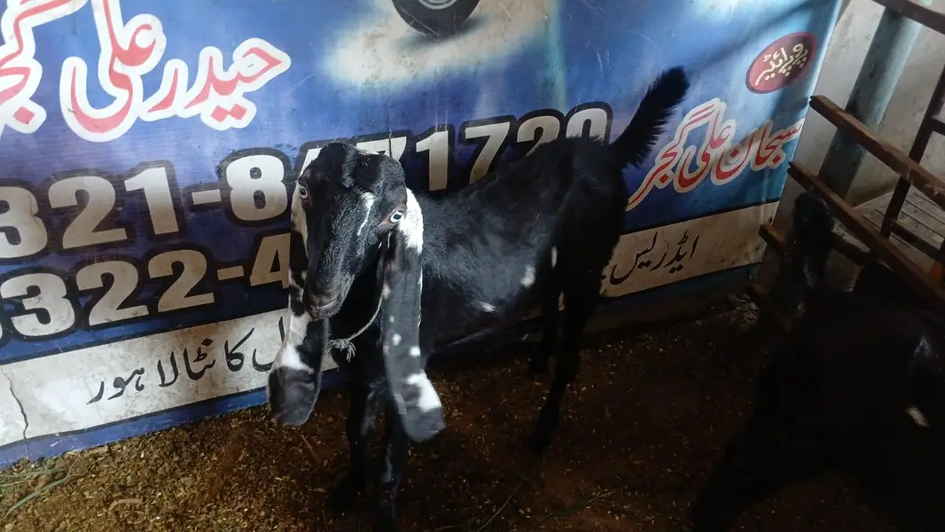 healthy and active bittal female