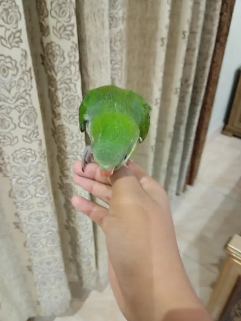 Monk/Quaker parrot for sale 4months self ,hand tamed — photo 2
