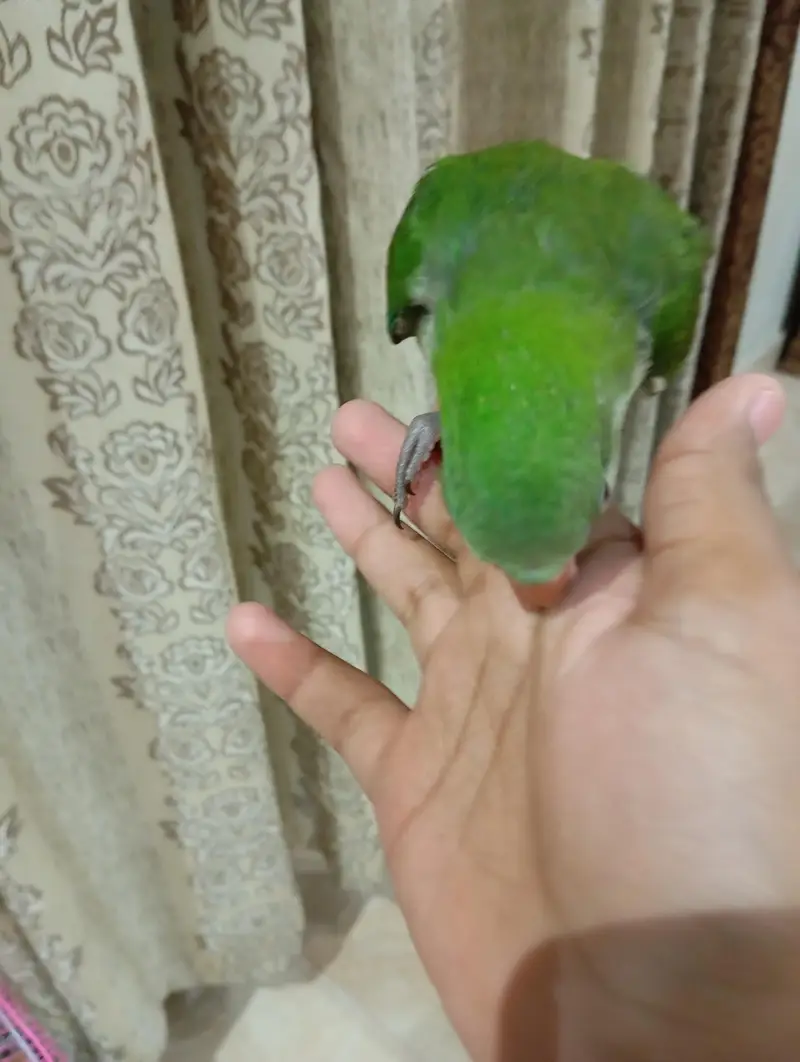 Monk/Quaker parrot for sale 4months self ,hand tamed — photo 3