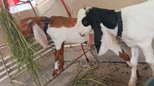 goats for sell