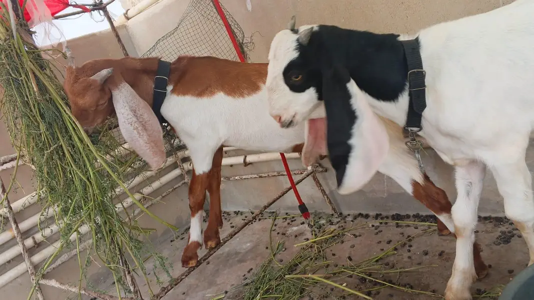 goats for sell