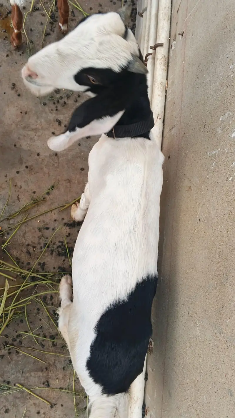 goats for sell — photo 2