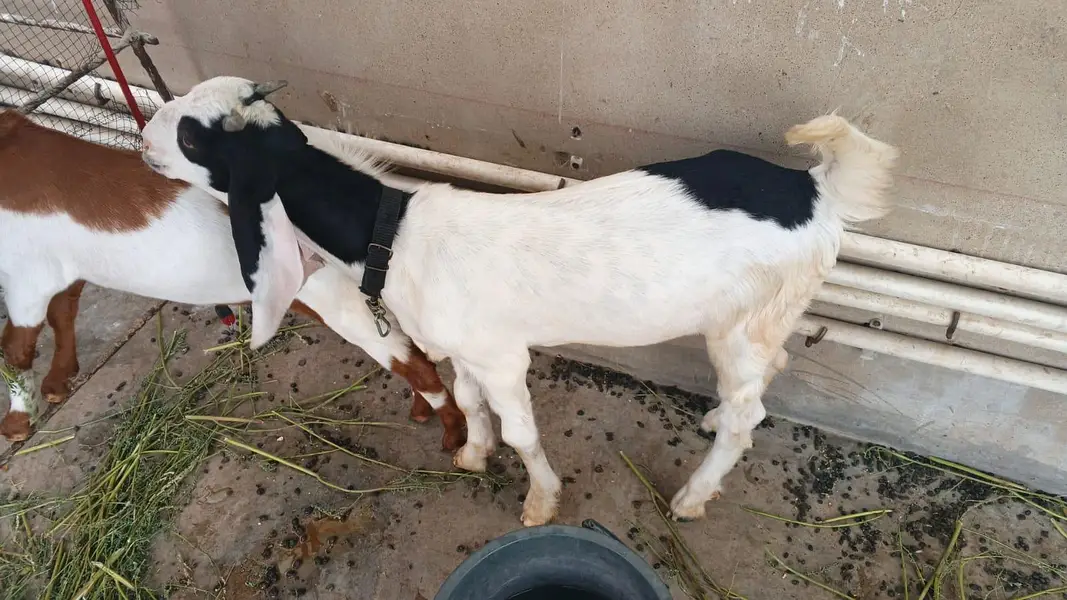 goats for sell — photo 3
