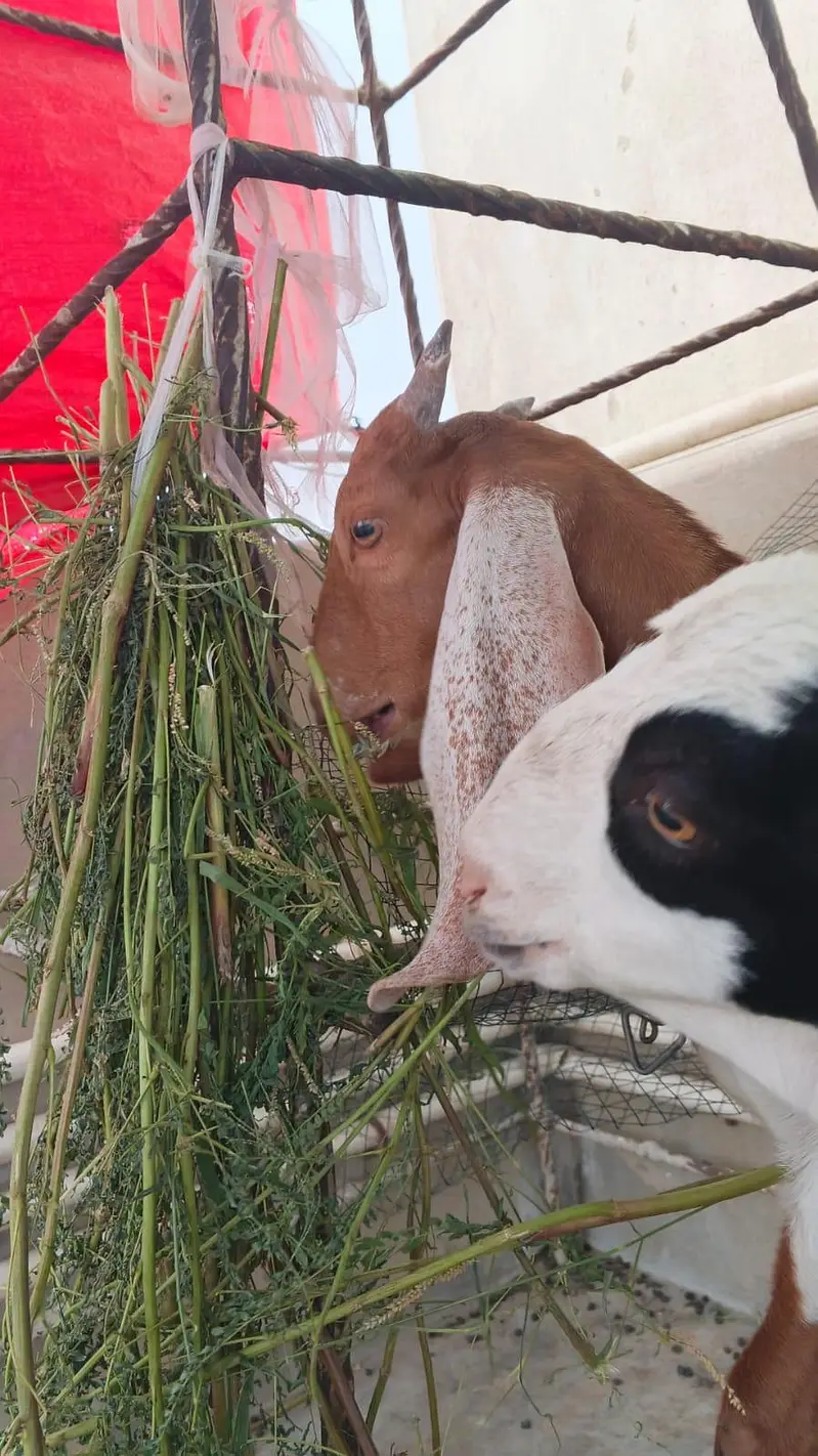 goats for sell — photo 4