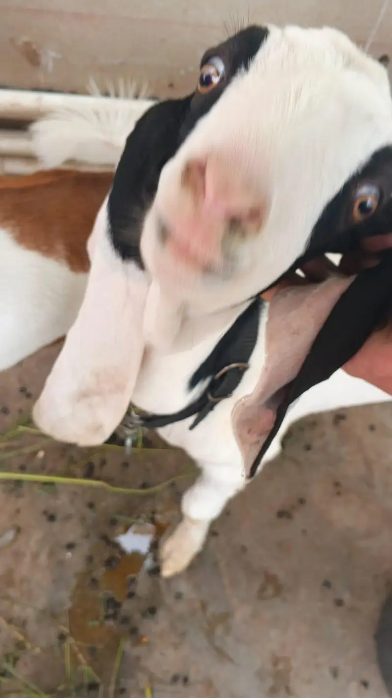 goats for sell — photo 6