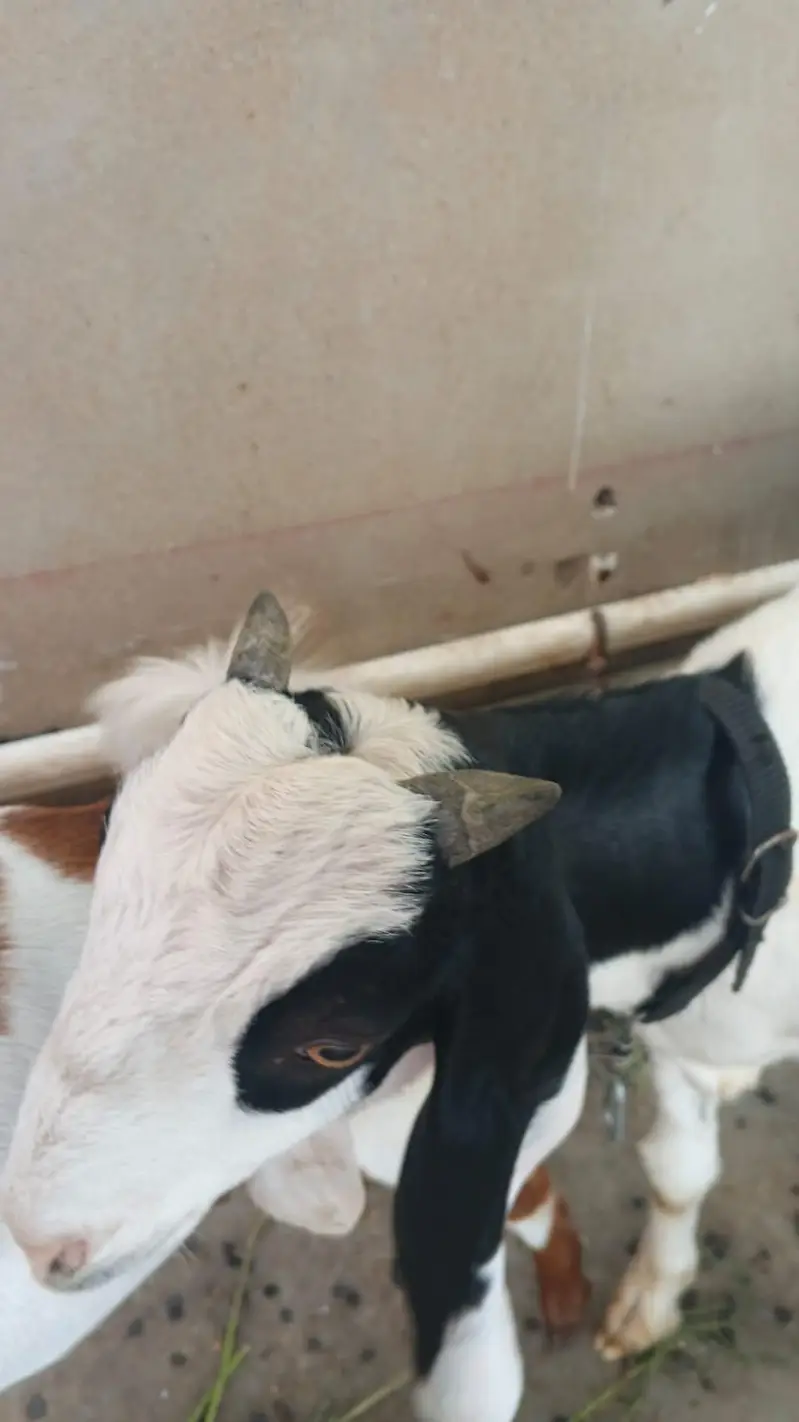 goats for sell — photo 7