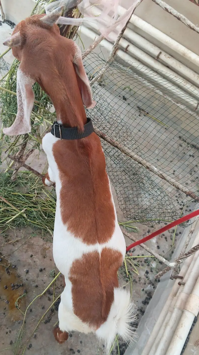 goats for sell — photo 8