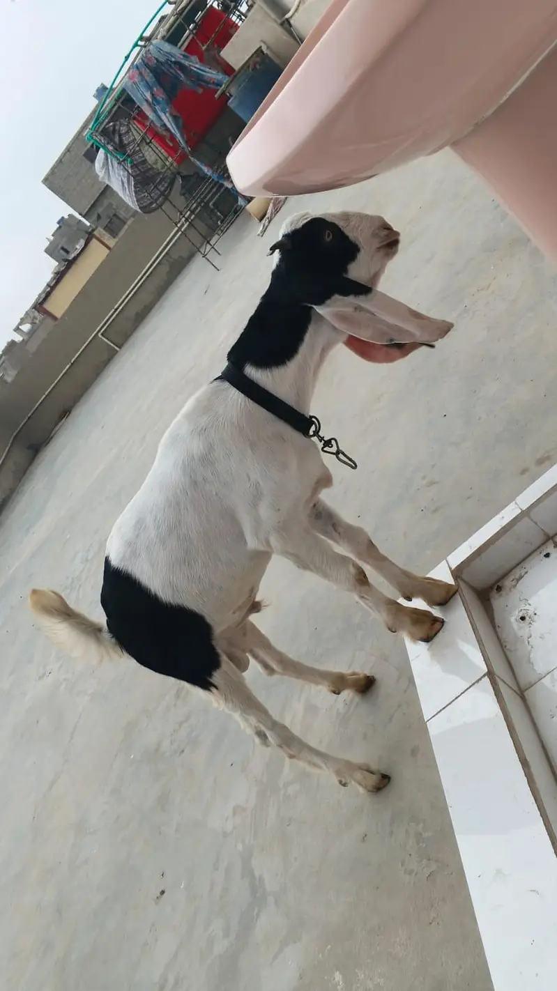 goats for sell — photo 9