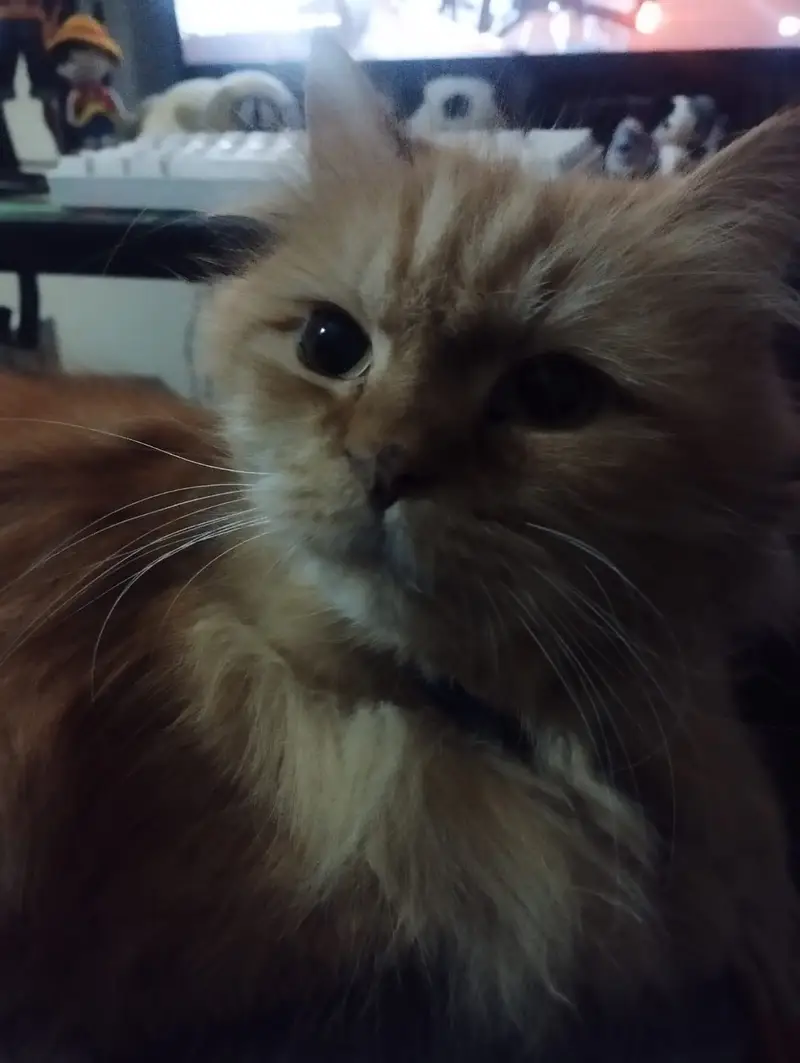 Lady Wiggles :D — photo 3