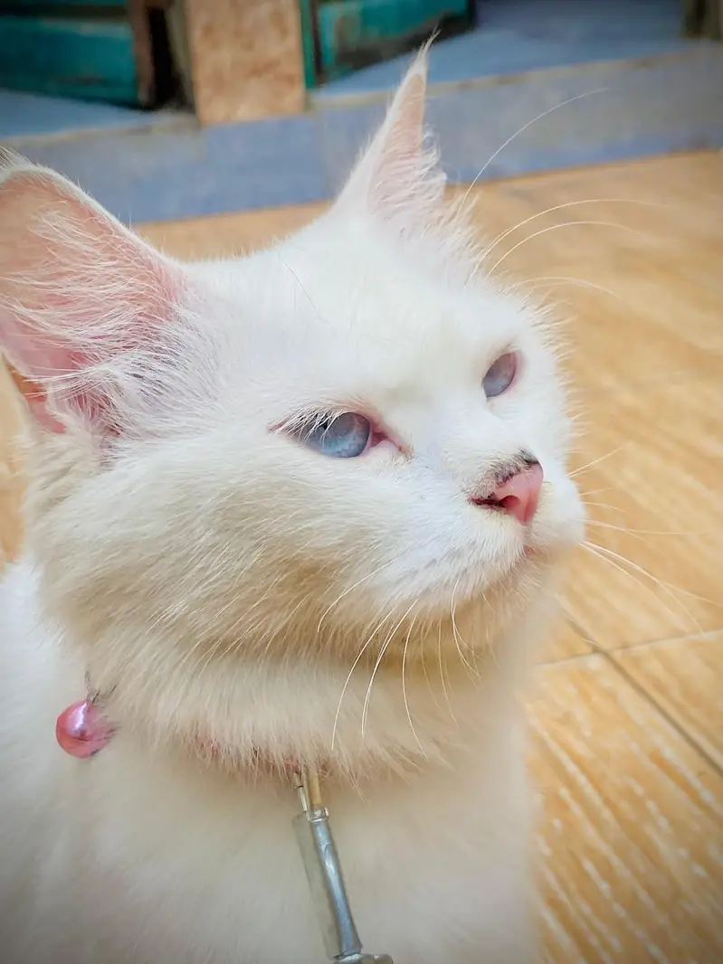 Persian cat for sale — photo 2