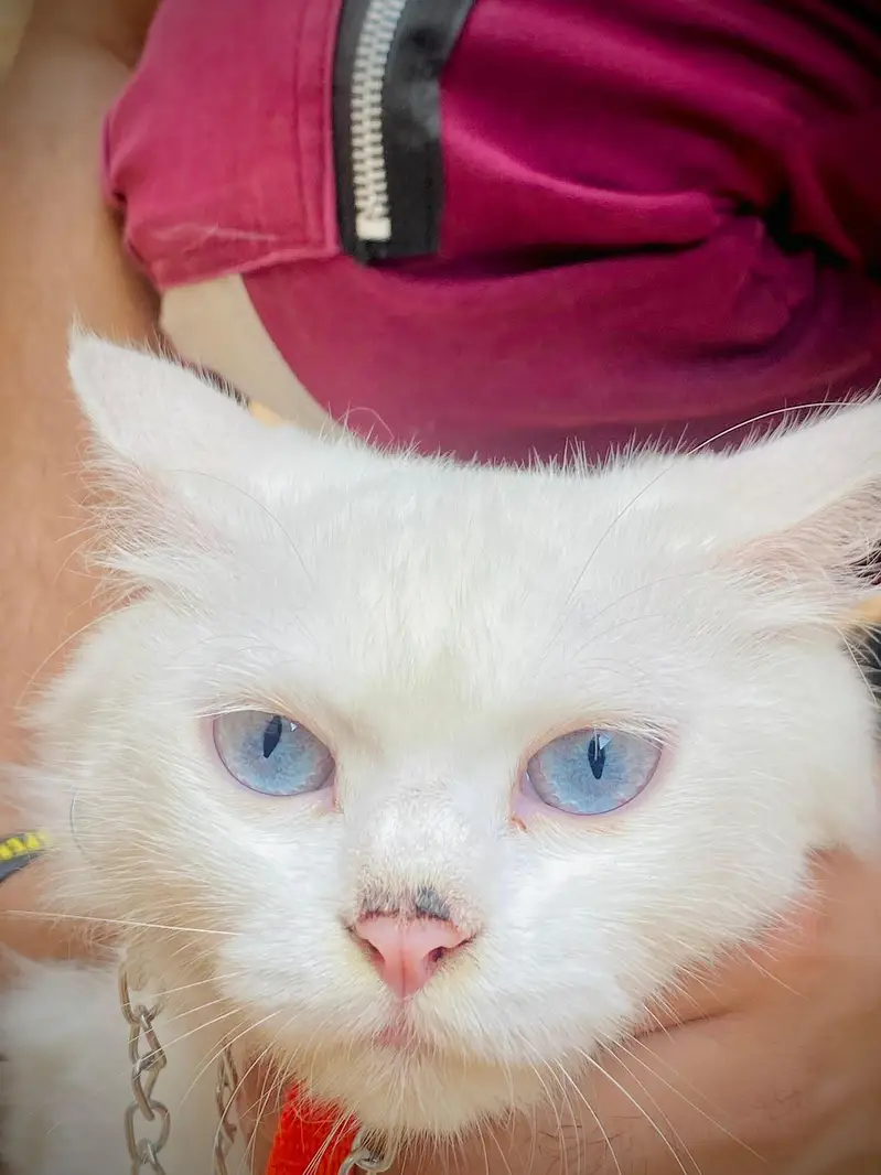 Persian cat for sale — photo 3