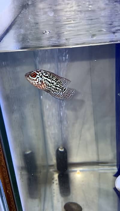 FLOWERHORN GOLDEN BASE FRYS VIP
