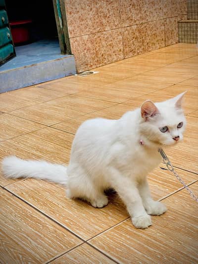 Persian cat for sale