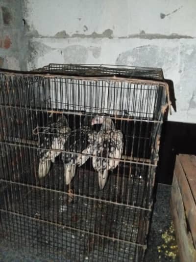 sebright bentam for sale