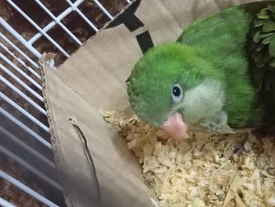 Monk/Quaker parrot for sale 4months self ,hand tamed