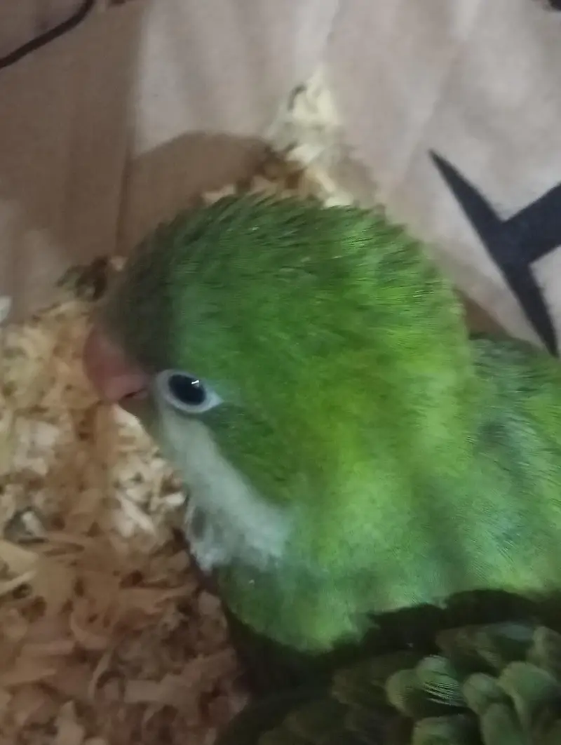 Monk/Quaker parrot for sale 4months self ,hand tamed — photo 4