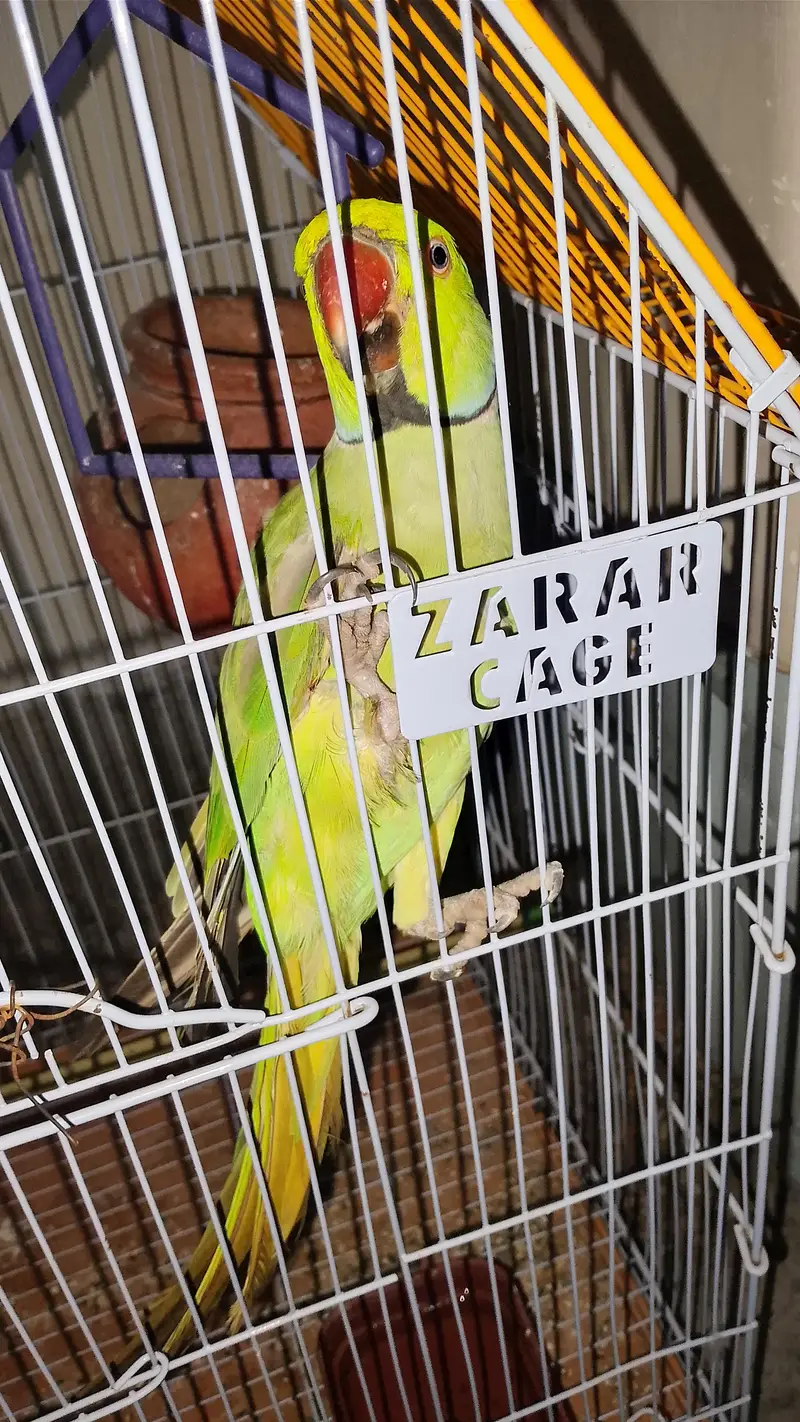 Green parrot