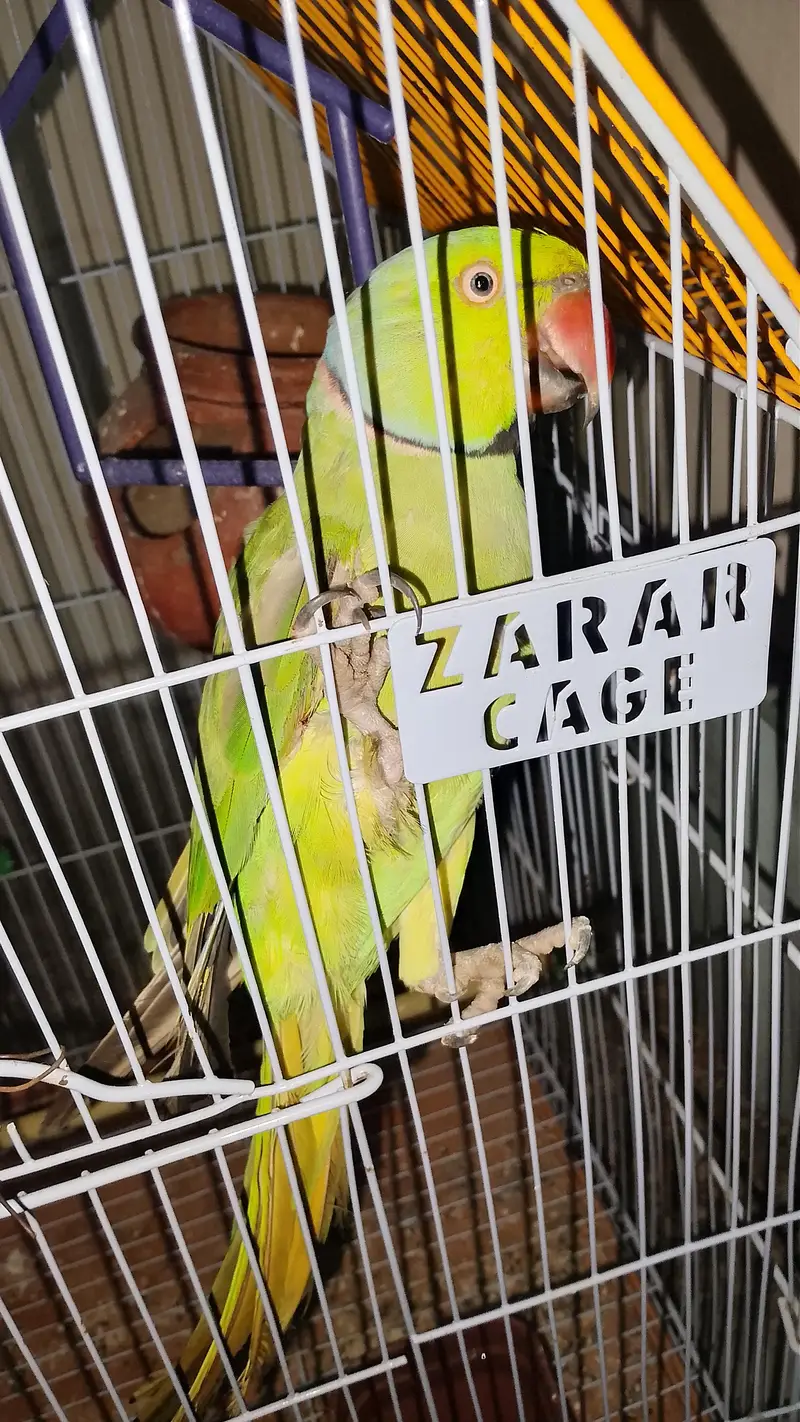 Green parrot — photo 2