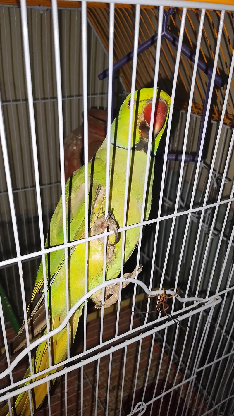 Green parrot — photo 3