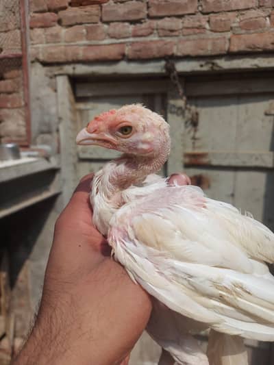 paper white chuza home breed 0305+2655482