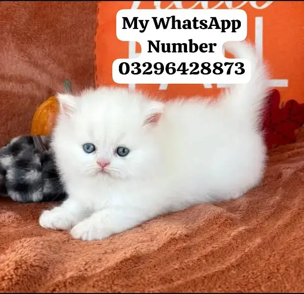 Persion Cat 2 month age for sale