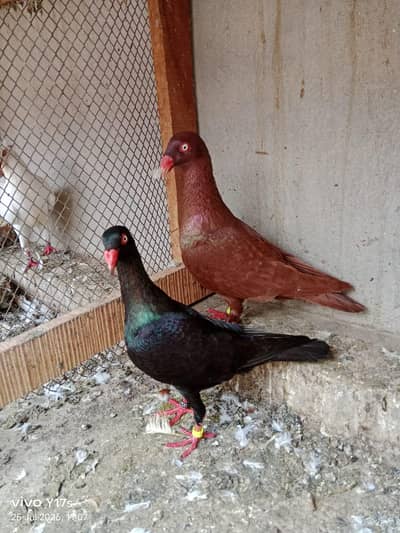 4 breeder pair 4 pieces 6 kli ptha