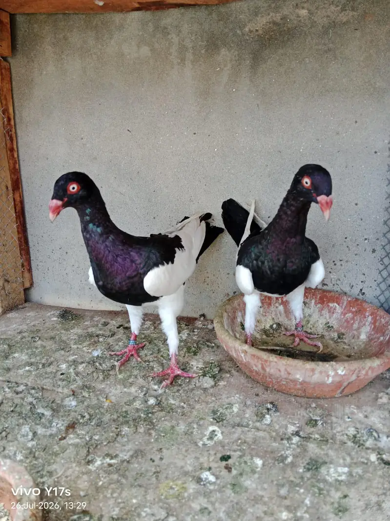 4 breeder pair 4 pieces 6 kli ptha — photo 2