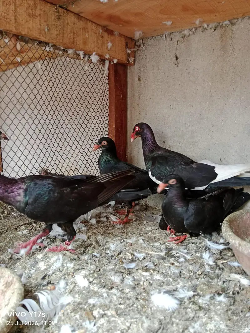 4 breeder pair 4 pieces 6 kli ptha — photo 3