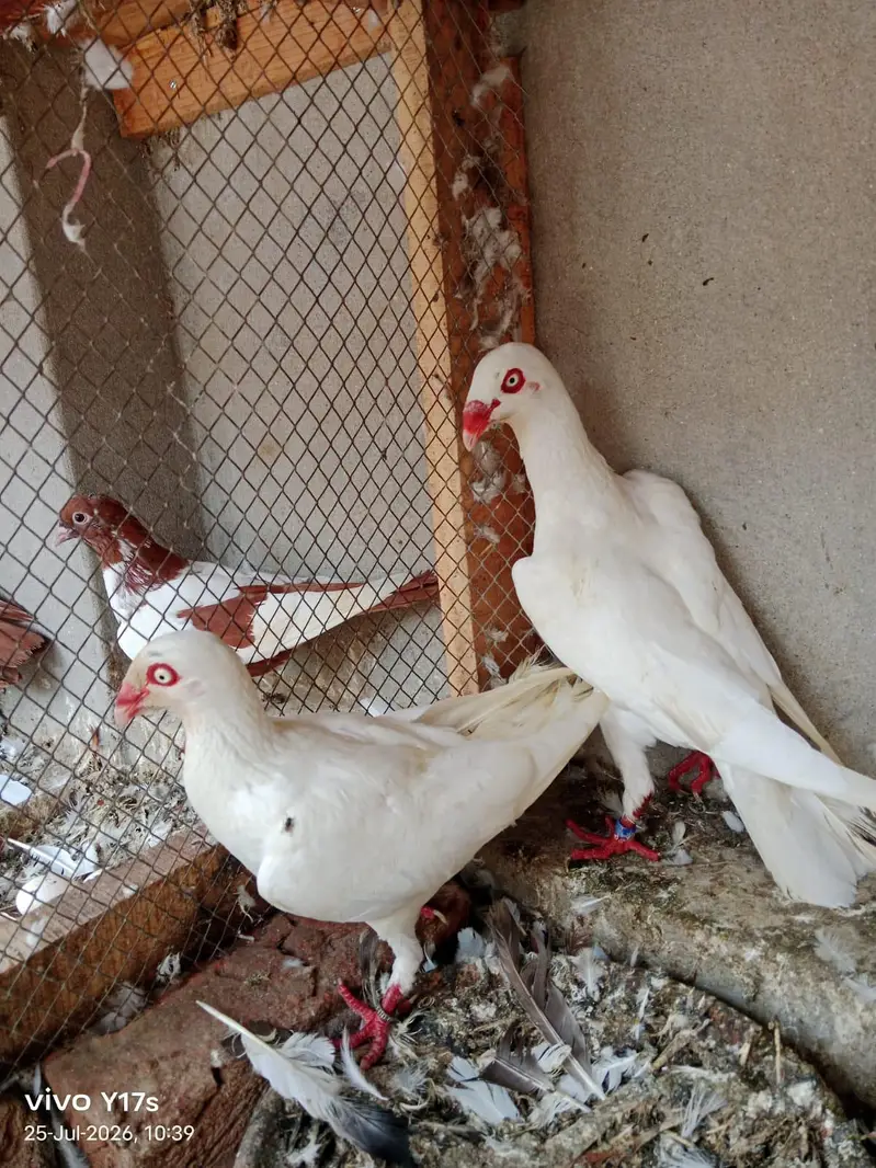 4 breeder pair 4 pieces 6 kli ptha — photo 4