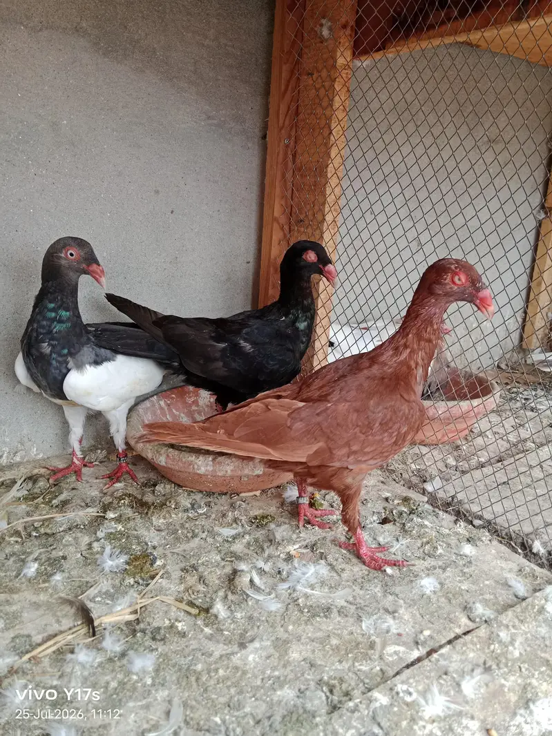 4 breeder pair 4 pieces 6 kli ptha — photo 5