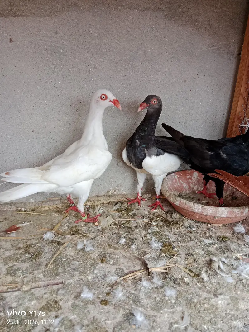 4 breeder pair 4 pieces 6 kli ptha — photo 6