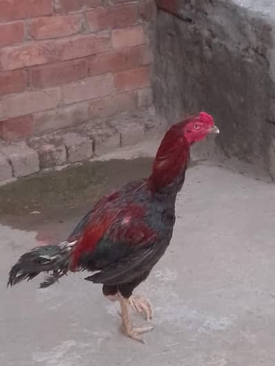 Aseel pair