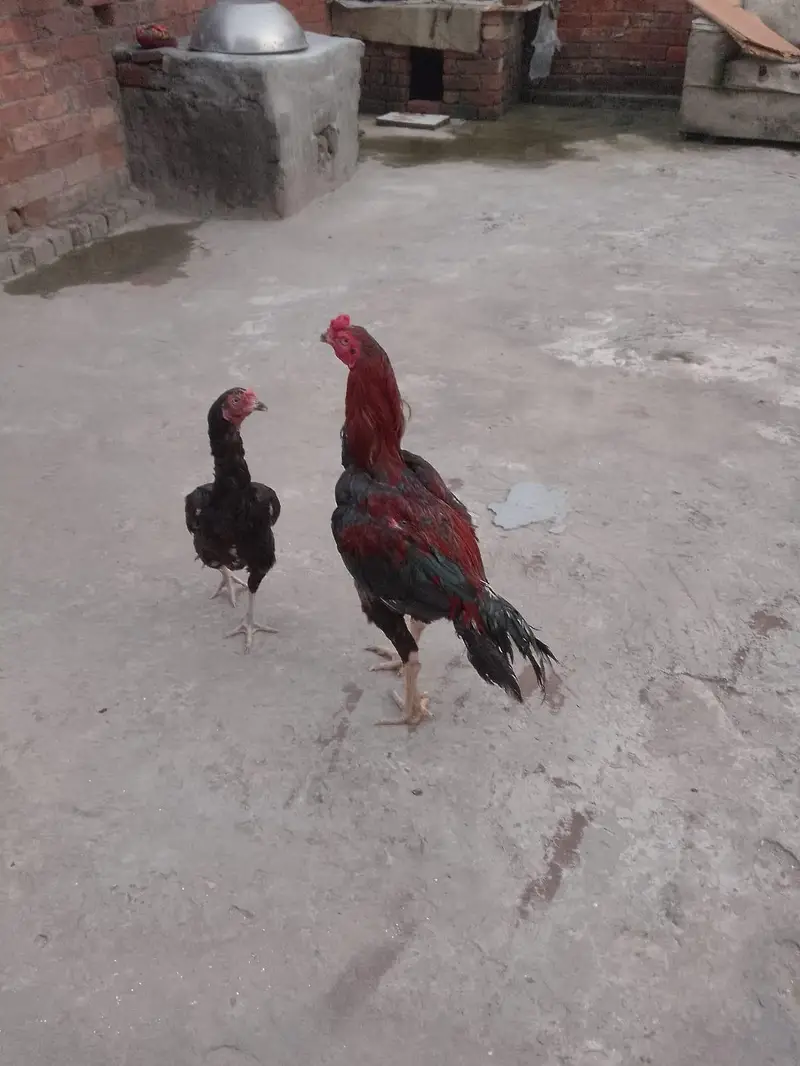 Aseel pair — photo 3