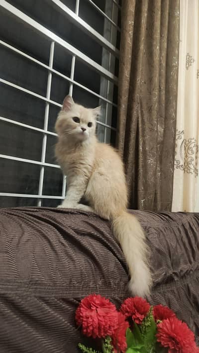 persian female cat